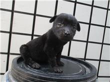 南投縣已領養狗 混種犬