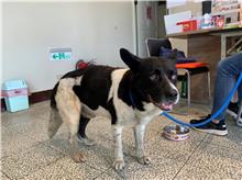 桃園市已領養狗 混種犬
