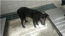 新北市已領養狗 混種犬