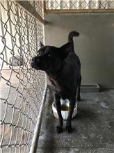 金門縣已領養狗 混種犬
