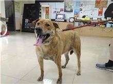 台北市已領養狗 混種犬