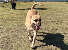 新竹市已領養狗 混種犬