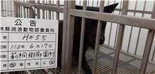 雲林縣已領養狗 混種犬
