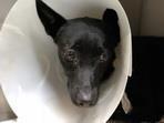 台北市已領養狗 混種犬
