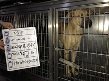 雲林縣已領養狗 混種犬