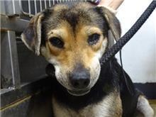 台北市已領養狗 混種犬