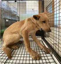 金門縣已領養狗 混種犬