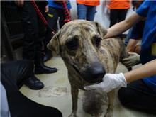 台北市已領養狗 混種犬