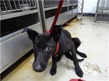 台北市已領養狗 混種犬