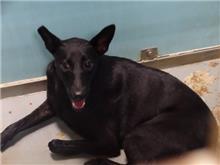 台北市已領養狗 混種犬