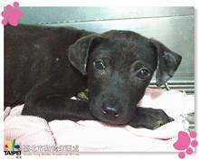 台北市已領養狗 混種犬