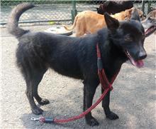 台北市已領養狗 混種犬