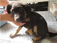 南投縣已領養狗 混種犬