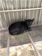 新北市已領養狗 混種犬