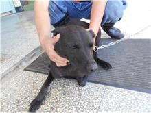 桃園市已領養狗 混種犬