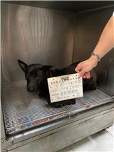 雲林縣已領養狗 混種犬