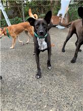 屏東縣已領養狗 混種犬