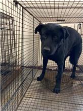 桃園市已領養狗 混種犬