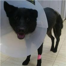 桃園市已領養狗 混種犬