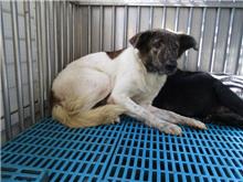 南投縣已領養狗 混種犬