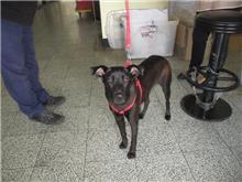 桃園市已領養狗 混種犬