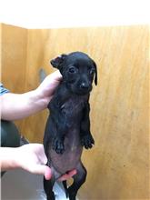 新竹縣已領養狗 混種犬
