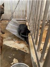 台南市已領養狗 混種犬