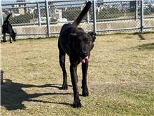 新竹市已領養狗 混種犬