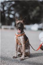 彰化縣已領養狗 混種犬