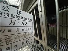 雲林縣已領養狗 混種犬