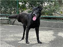 台北市已領養狗 混種犬