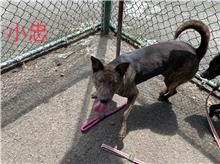台北市已領養狗 混種犬