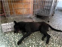 雲林縣已領養狗 混種犬