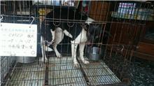 雲林縣已領養狗 混種犬