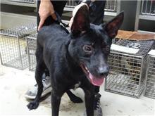 台北市已領養狗 混種犬
