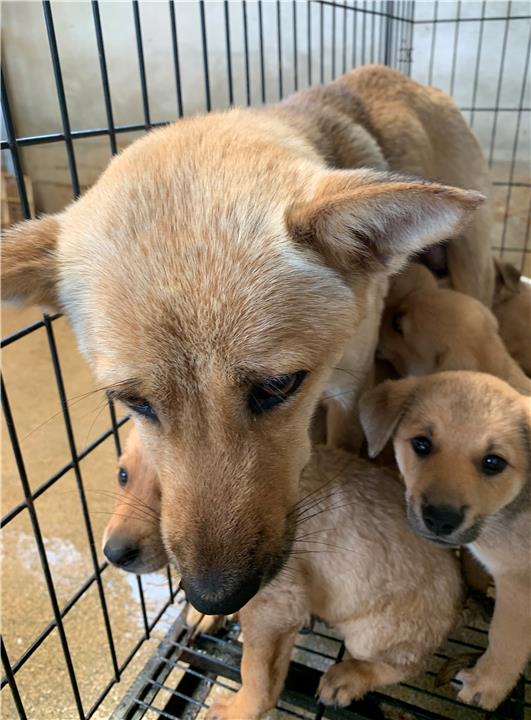 澎湖縣已領養狗 混種犬