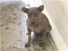 台北市已領養狗 混種犬