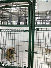 連江縣已領養狗 混種犬
