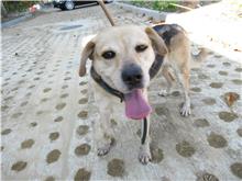新竹市已領養狗 混種犬