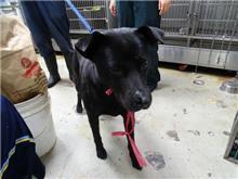 台北市已領養狗 混種犬
