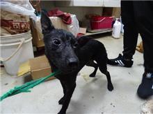 台北市已領養狗 混種犬
