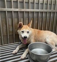 新北市已領養狗 混種犬