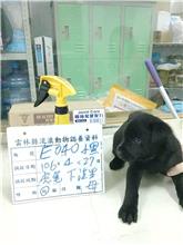 雲林縣已領養狗 混種犬