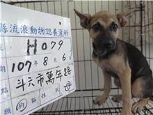 雲林縣已領養狗 混種犬
