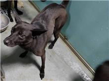 台北市已領養狗 混種犬