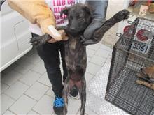 桃園市已領養狗 混種犬