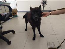 金門縣已領養狗 混種犬