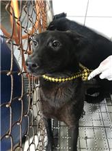 新北市已領養狗 混種犬