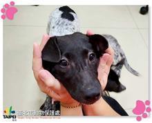 台北市已領養狗 混種犬