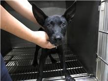 台北市已領養狗 混種犬